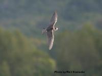 Black Tern 